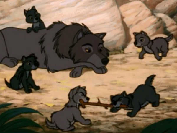 A Man Accidentally Adopted A Wolf! 