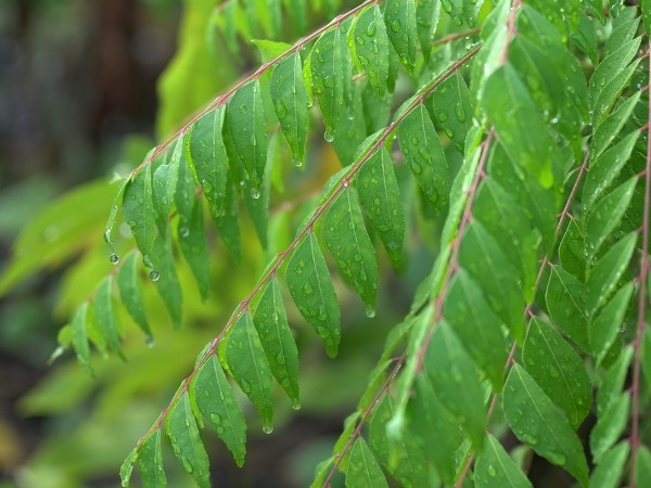 ನೈಸರ್ಗಿಕವಾದ ಕೂದಲ ಟಾನಿಕ್