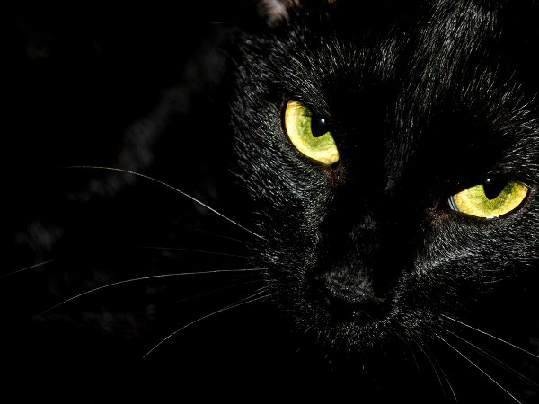 ಕಪ್ಪು ಬೆಕ್ಕು ದಾರಿಗಡ್ಡ ಹಾದು ಹೋದರೆ