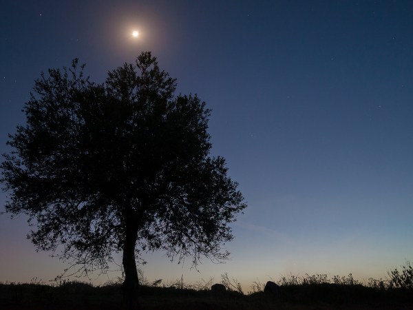 ರಾತ್ರಿ ಮರದ ಕೆಳಗೆ ಕುಳಿತುಕೊಳ್ಳಬೇಡಿ