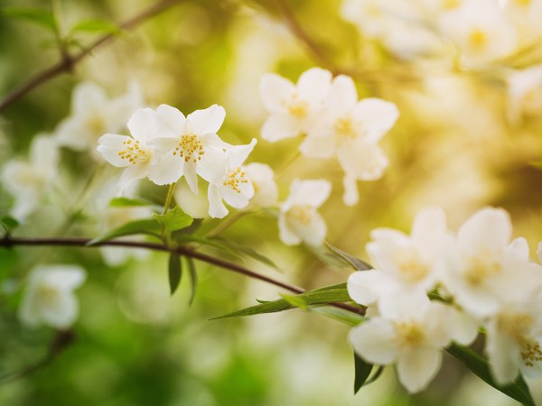 ಮಲ್ಲಿಗೆ