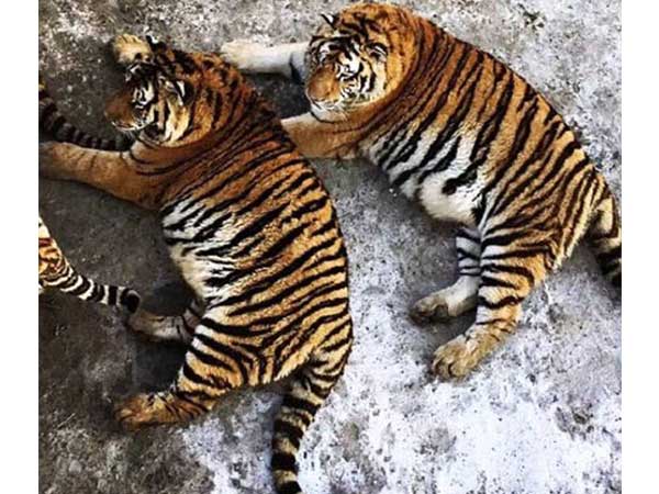 ಚೀನಾದ ಸೈಬೀರಿಯಾ ಹುಲಿಗಳ ಪ್ರಾಣಿಸಂಗ್ರಹಾಲಯದಲ್ಲಿ ಚೀನಾದ ಸೈಬೀರಿಯಾ ಹುಲಿಗಳ ಪ್ರಾಣಿಸಂಗ್ರಹಾಲಯದಲ್ಲಿ