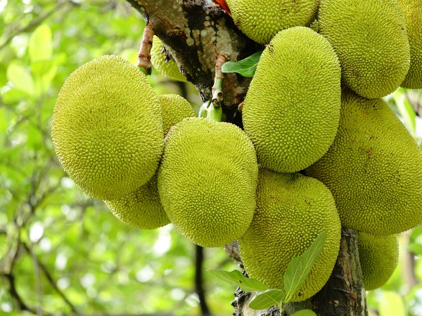 ಹಲಸಿನ ಹಣ್ಣು ಇನ್ನೂ ಯಾವ ರೀತಿಯಾಗಿ ಆರೋಗ್ಯಕರ?