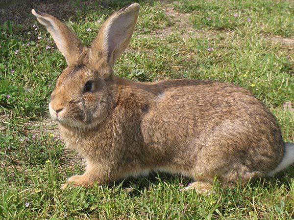 ಮೊಲದ ಹೆಜ್ಜೆ ಗುರುತು ಮೊಲದ ಹೆಜ್ಜೆ ಗುರುತು