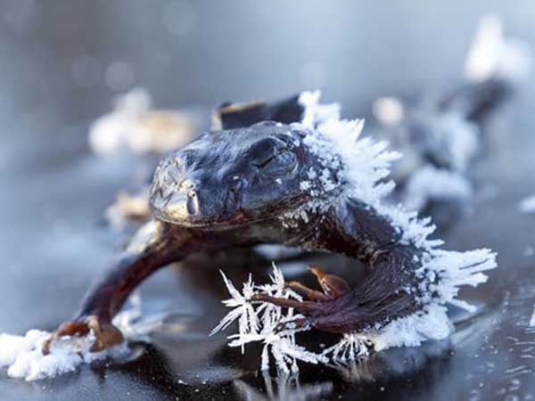 ಪಾಪ ಈ ಪುಟ್ಟ ಕಪ್ಪೆ ಪಾಪ ಈ ಪುಟ್ಟ ಕಪ್ಪೆ