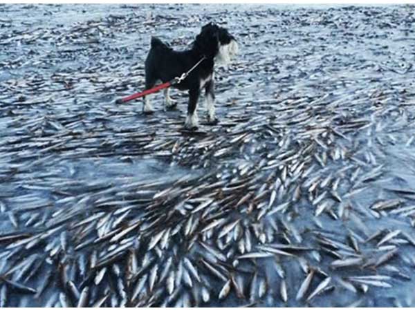 ಮಂಜುಗಡ್ಡೆಯಲ್ಲಿ ಬಂಧಿತವಾದ ಮೀನುಗಳು ಮಂಜುಗಡ್ಡೆಯಲ್ಲಿ ಬಂಧಿತವಾದ ಮೀನುಗಳು