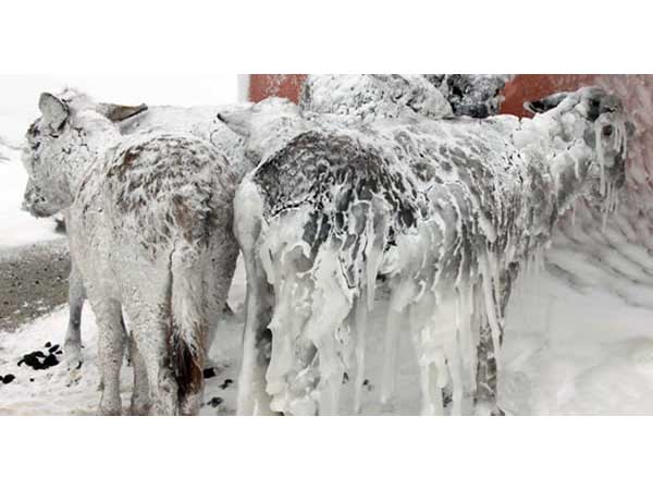 ಕತ್ತೆಯನ್ನೂ ಬಿಡದ ಮಂಜು ಕತ್ತೆಯನ್ನೂ ಬಿಡದ ಮಂಜು