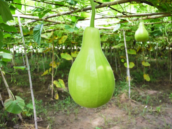 ರಕ್ತಹೀನತೆ ಸಮಸ್ಯೆಗೆ 