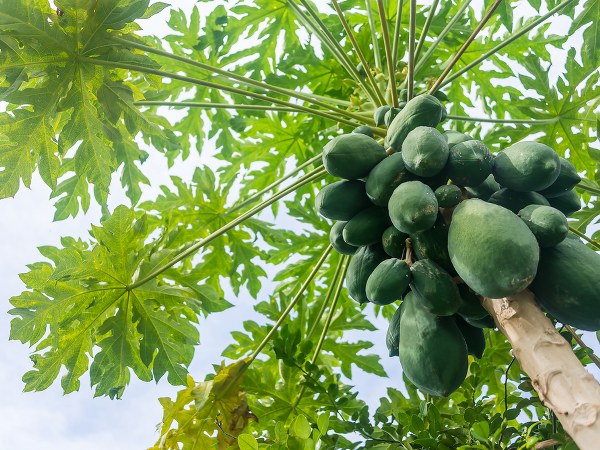 ರಕ್ತದಲ್ಲಿನ ಸಕ್ಕರೆಯ ಪ್ರಮಾಣವನ್ನು ಕಡಿಮೆಗೊಳಿಸುತ್ತದೆ