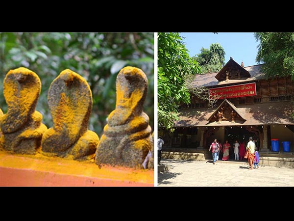 ನಾಗರಾಜ ದೇವಸ್ಥಾನ, ಮನ್ನಾರ್‌ಶಾಲಾ ಕೇರಳ