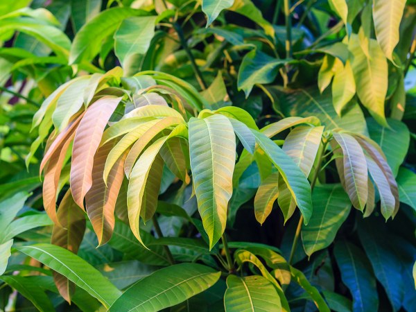 ರಕ್ತದೊತ್ತಡವನ್ನು ತಗ್ಗಿಸುತ್ತದೆ