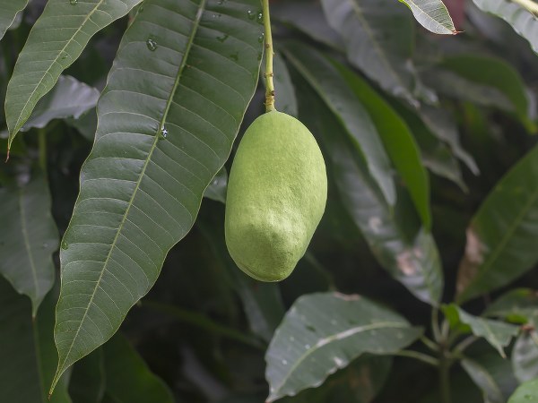 ಕಿವಿನೋವನ್ನು ನಿವಾರಿಸುತ್ತದೆ