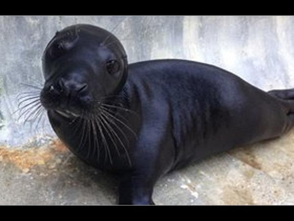 ಕಪ್ಪು ಸೀಲ್