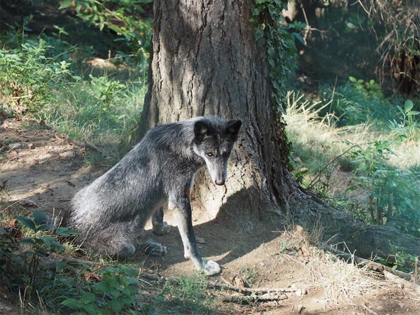 ಕಪ್ಪು ತೋಳ