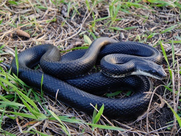 ಕಪ್ಪು ಇಲಿಹಾವು