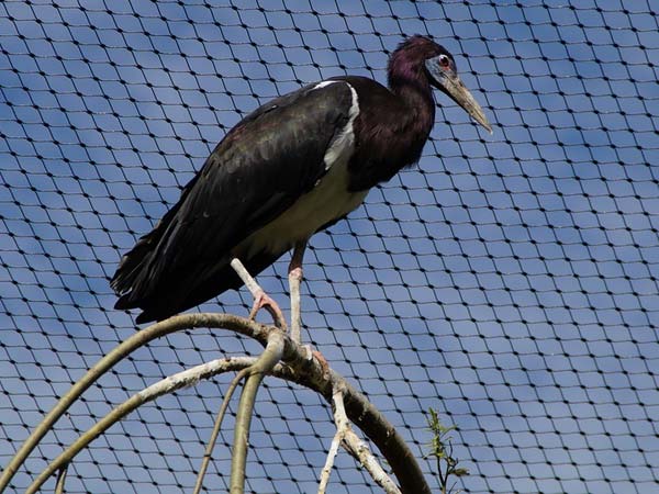 ಆಕ್ರಮಣಶೀಲವಾಗಬಹುದು