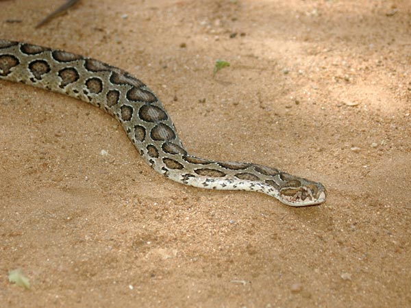 ಹಾವುಗಳು ಅಪಾಯವನ್ನು ಸೂಚಿಸುತ್ತವೆ