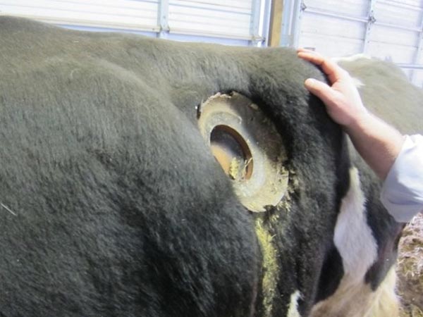 ಕ್ಯಾನುಲಸ್ ಎರಡೂ ಬದಿಗಳಲ್ಲಿ 