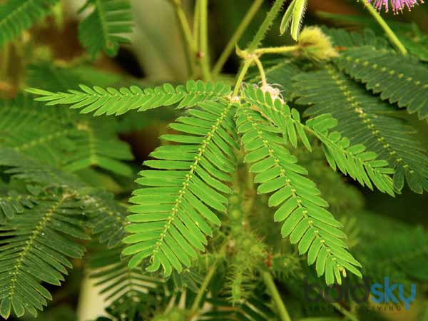 ಮುಟ್ಟಿದರೆ ಮುನಿ ಗಿಡದ ಎಲೆಗಳು 