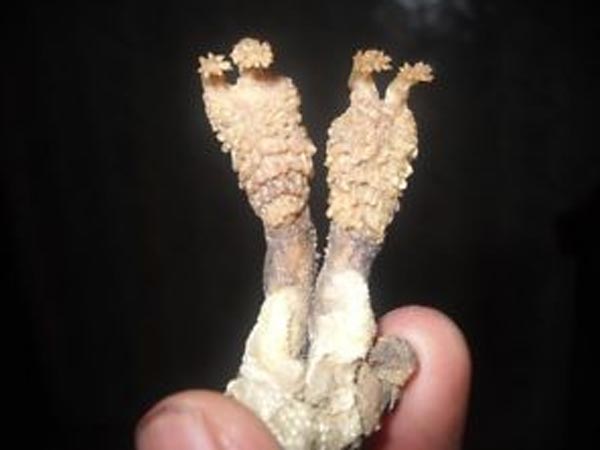 ಹಾಥ್ ಜೋಡಿ