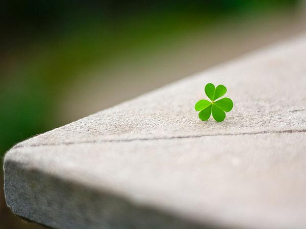 4-ಕ್ಲೈವ್ಡ್ ಲೀಫ್