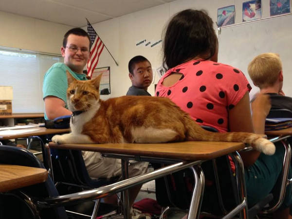 ಶಾಲೆಗೆ ಹೋಗುವುದೆಂದರೆ ಈ ಬೆಕ್ಕಿಗೆ ತುಂಬಾ ಖುಷಿ