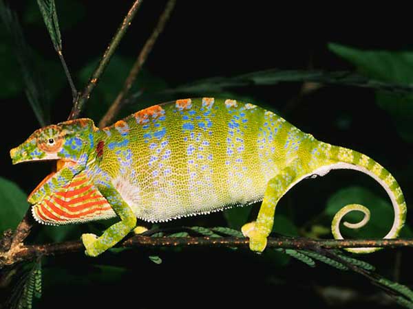 ಪುರ್ಸಿಫರ್ ಲ್ಯಾಬೋರ್ಡಿ ಊಸರವಳ್ಳಿ (Furcifer Labordi Chameleons)