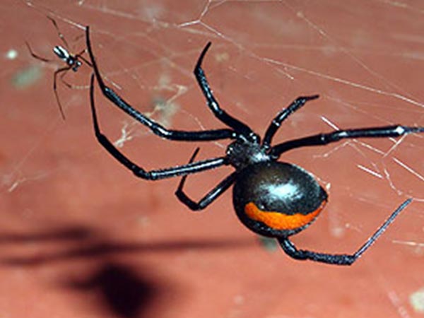 ಆಸ್ಟ್ರ್ರೇಲಿಯಾದ ಕೆಂಪುಬೆನ್ನಿನ ಜೇಡ (Australian Redback Spiders)