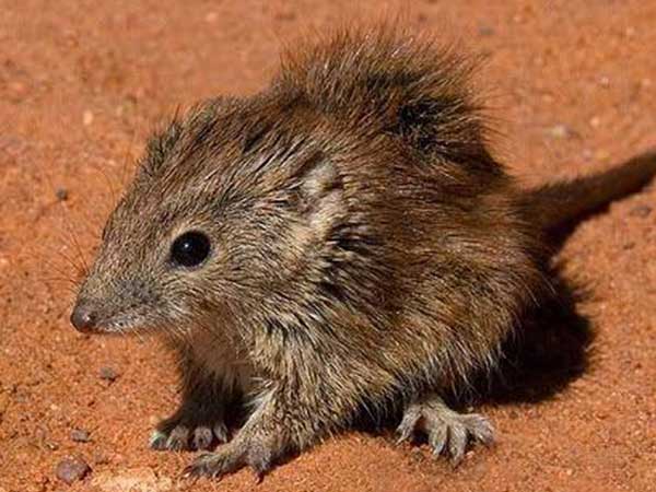 ಆಸ್ಟ್ರೇಲಿಯಾದ ಪುಟ್ಟ ಕೆಂಪಿಲಿ (Little Red Kaluta)