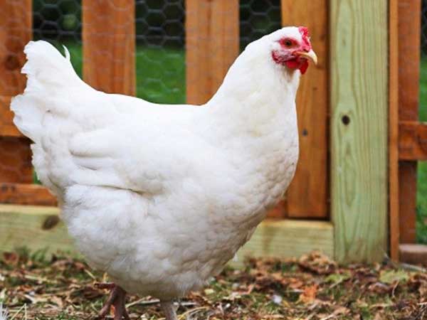 ಪಂಜರದೊಳಗಿನದ್ದಲ್ಲದ (ಕೇಜ್ ಫ್ರೀ) ಮೊಟ್ಟೆ ಇಡುವ ಕೋಳಿ ಬಯಲಿನಲ್ಲೇನೂ ಇರುವುದಿಲ್ಲ