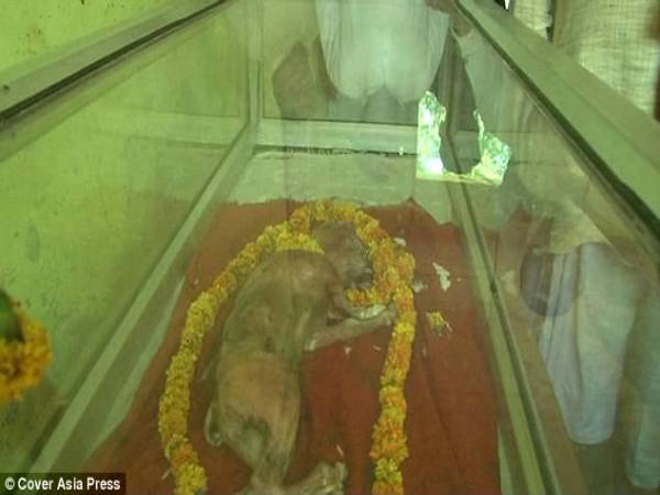 ಕರುವಿನ ದೇಹದ ಆಕಾರ