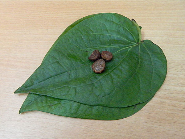 ಸುಟ್ಟಗಾಯಗಳಿಗೆ 