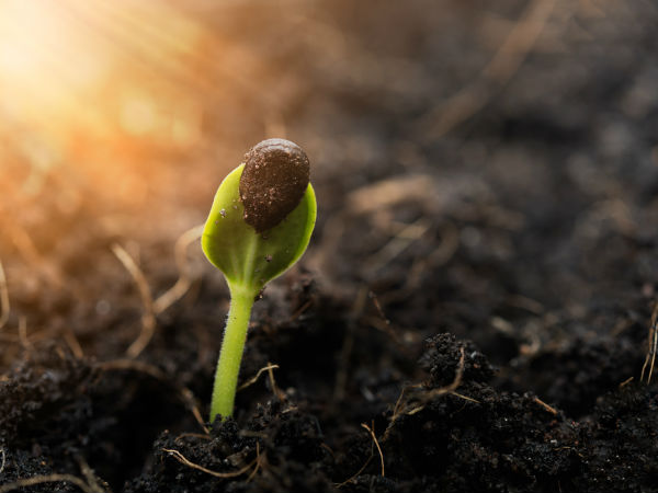 ಗಿಡಗಳ ಕಾಳಜಿ