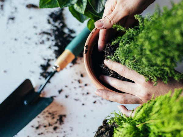 ಮಣ್ಣಿನ ಆಯ್ಕೆ