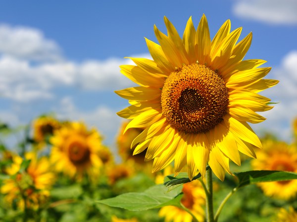 ರೈತ ಯಾರು?