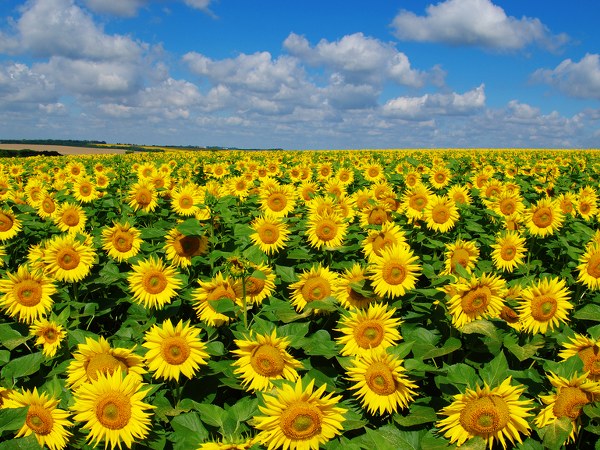 ಹಾಗಾದರೆ ಸಂಪಾದನೆ ಎಷ್ಟು?