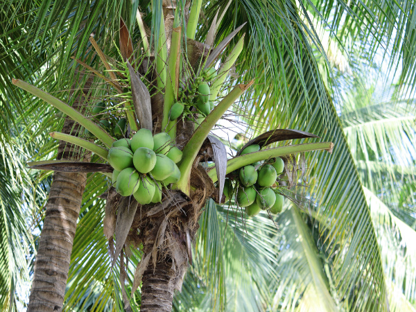 ಖಾಲಿಹೊಟ್ಟೆಯಲ್ಲಿ ಒಂದು ಎಳನೀರು ಕುಡಿಯಿರಿ