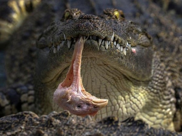 ಈ ಫಾರಮ್ಮುಗಳು ಕೊಲ್ಲುವ ಲೈಸನ್ಸ್ ಸಹಾ ಪಡೆದಿವೆ