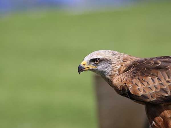 ಹದ್ದು/ಗರುಡ