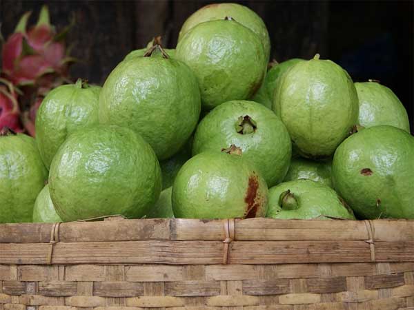 ಪೇರಳೆ ಅಥವಾ ಸೀಬೆ ಹಣ್ಣು ಪೇರಳೆ ಅಥವಾ ಸೀಬೆ ಹಣ್ಣು
