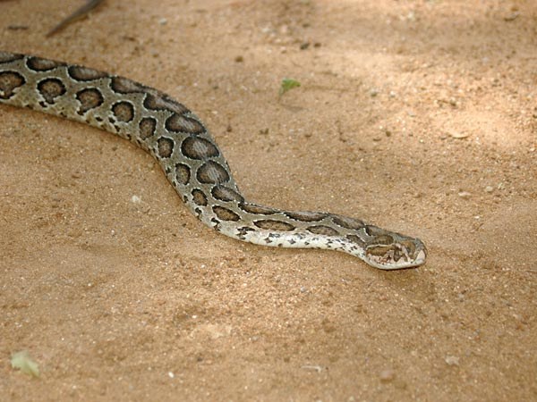 ಹಾವು ಕಚ್ಚಿದರೆ, ಕೆರೆಗೆ ಹೋಗಿ ಮುಳುಗಿದರೆ ಗುಣವಾಗುತ್ತದೆಯಂತೆ! 