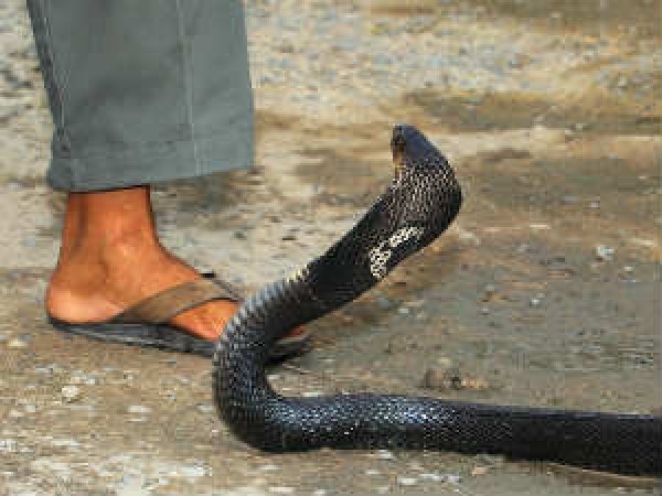 ಹಾವು ಕಚ್ಚಿದರೂ ಏನೂ ಆಗುವುದಿಲ್ಲವಂತೆ! 