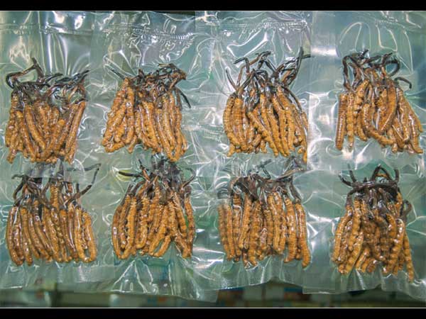 ಯರ್ಸಗುಂಬಾ ಎಂದರೇನು?