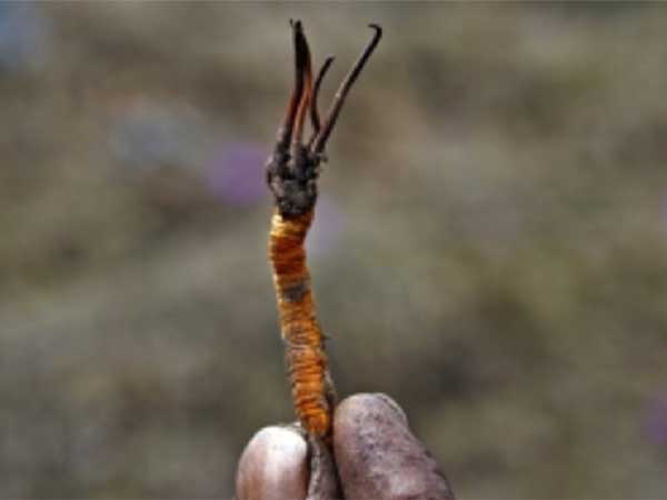 ಇದು ಸಾವಿರಾರು ಡಾಲರ್ ಬೆಲೆಬಾಳುವ ಸಾಮಾಗ್ರಿ