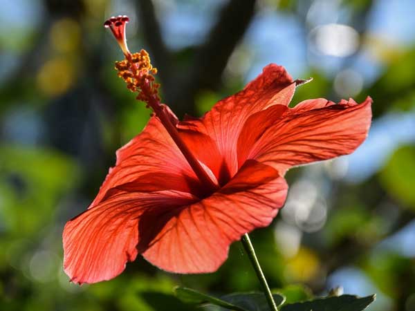 Hibiscus leaves 