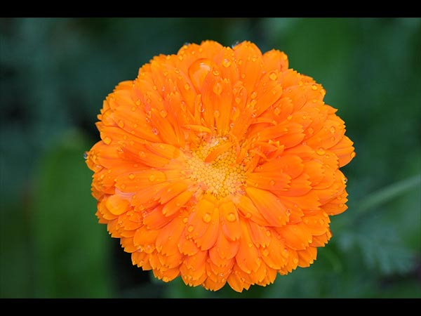 ಅಕ್ಟೋಬರ್