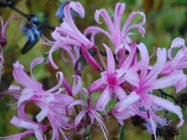 ಗುಲಾಬಿ ಅಗಾಪಂಥಸ್ ಗುಲಾಬಿ ಅಗಾಪಂಥಸ್