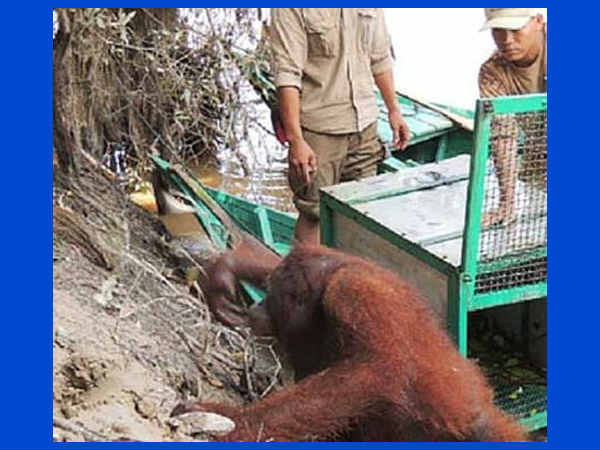 ಕಟ್ಟಕಡೆಗೂ ರಕ್ಷಿಸಲ್ಪಟ್ಟ ಪೋನಿ