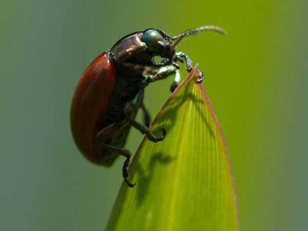 ಜೀರುಂಡೆ 