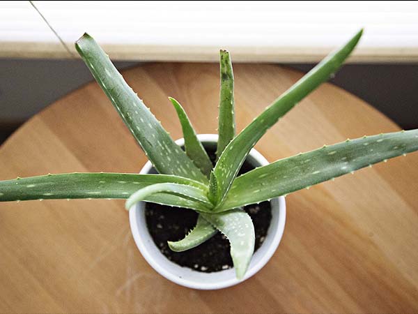 ಅಲೋವೆರಾ ಜೆಲ್